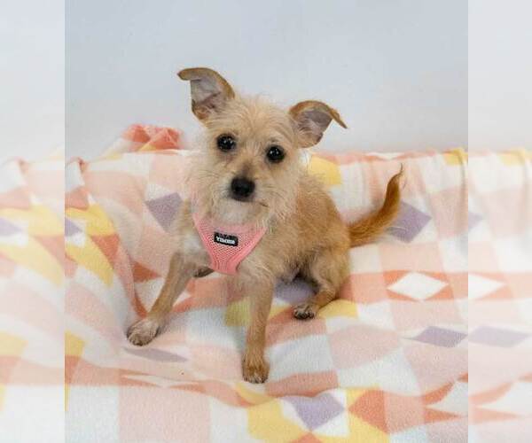 Medium Photo #2 Chihuahua-Unknown Mix Puppy For Sale in Kennesaw, GA, USA