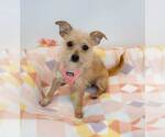 Small #1 Chihuahua Mix