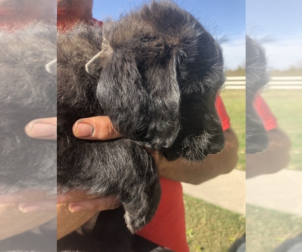 Medium Photo #5 Australian Labradoodle Puppy For Sale in ALDRICH, MO, USA