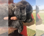 Small Photo #5 Australian Labradoodle Puppy For Sale in ALDRICH, MO, USA