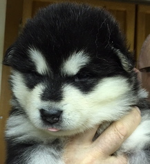 Alaskan Malamute Puppy for sale in MINNEAPOLIS, MN, USA