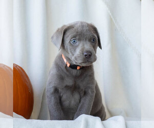 Labrador Retriever Puppy for sale in GREENCASTLE, PA, USA