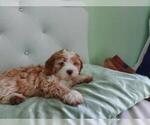 Small Photo #4 Bernedoodle Puppy For Sale in FOREST HILLS, NY, USA