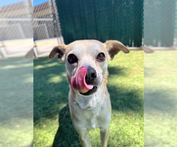 Medium Photo #2 Chihuahua Puppy For Sale in Downey, CA, USA