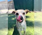 Small #1 Chihuahua
