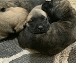 Small Photo #16 Mastiff Puppy For Sale in TITUSVILLE, FL, USA