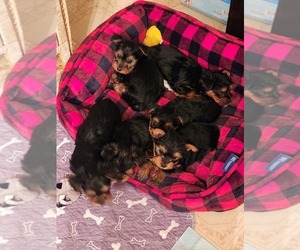 Yorkshire Terrier Litter for sale in CALVERT CITY, KY, USA