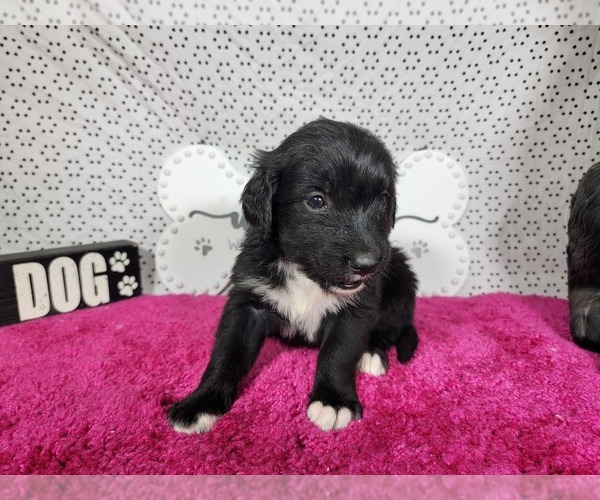 Medium Photo #5 Golden Mountain Dog Puppy For Sale in BLACK FOREST, CO, USA