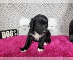 Small #4 Golden Mountain Dog