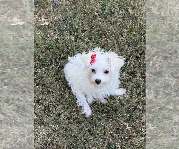 Medium Photo #1 Morkie Puppy For Sale in SHAWNEE, KS, USA