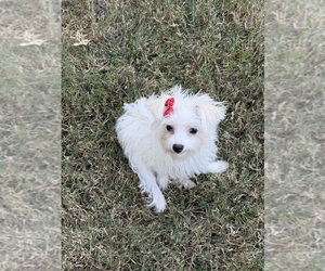 Morkie Puppy for sale in SHAWNEE, KS, USA