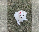 Small Morkie
