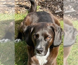 Borador Dog for Adoption in PHOENIX, Oregon USA