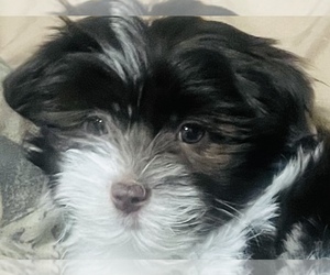 Medium Havanese