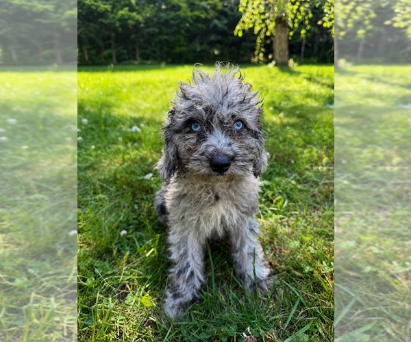 Medium Photo #19 Cavapoo (Miniature) Puppy For Sale in DURHAM, CT, USA