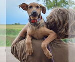 Small #9 German Shepherd Dog-Greyhound Mix
