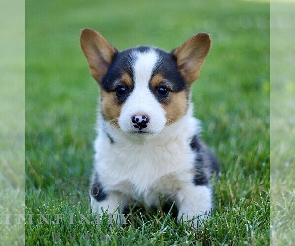 Medium Photo #4 Pembroke Welsh Corgi Puppy For Sale in PARADISE, PA, USA