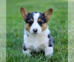 Small #3 Pembroke Welsh Corgi
