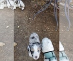Small Photo #6 Australian Shepherd Puppy For Sale in WILLIAMSBURG, CO, USA