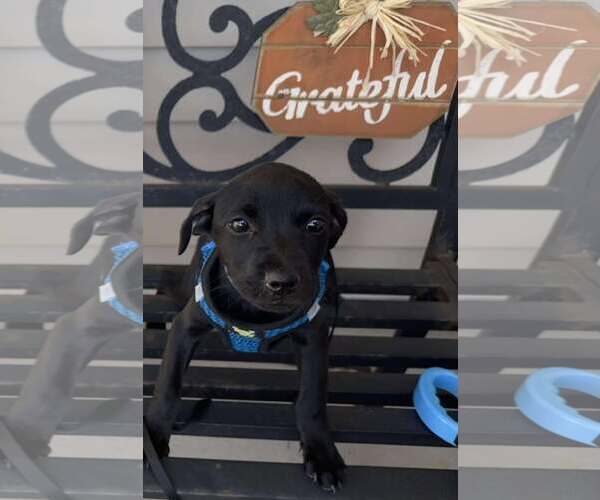 Medium Photo #2 Labrador Retriever-Unknown Mix Puppy For Sale in Spring Lake, NC, USA