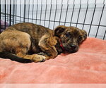 Small #3 Colonial Cocker Spaniel Mix