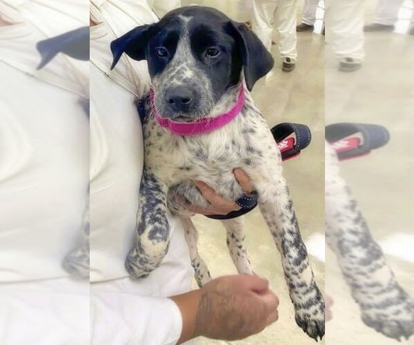 Medium Photo #1 Labrador Retriever-Unknown Mix Puppy For Sale in Alexander, AR, USA