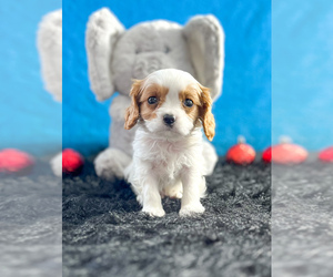 Cavalier King Charles Spaniel Puppy for sale in BECKS MILLS, OH, USA