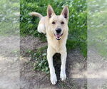 Small #1 German Shepherd Dog