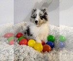 Small Photo #7 Shetland Sheepdog Puppy For Sale in BRKN ARW, OK, USA