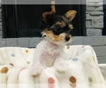 Small #1 Yorkshire Terrier