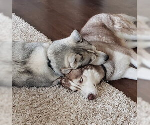 River & Shadow - Male Siberian Husky Dog for Adoption - Photo #3