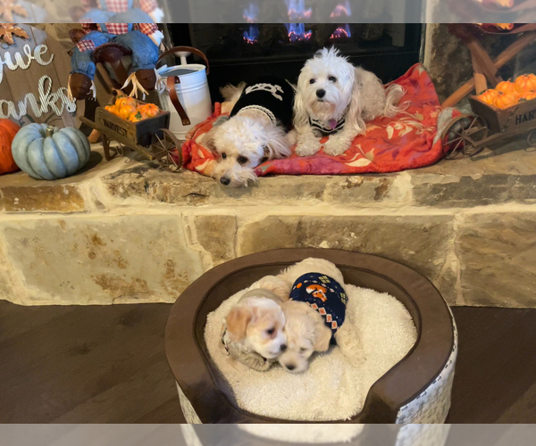 Medium Photo #4 Maltipoo Puppy For Sale in MIDLOTHIAN, TX, USA