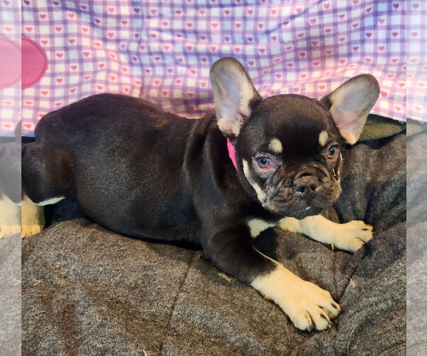 Medium Photo #1 French Bulldog Puppy For Sale in Bon Carbo, CO, USA