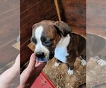 Small Photo #3 Boxer Puppy For Sale in DILLSBORO, IN, USA