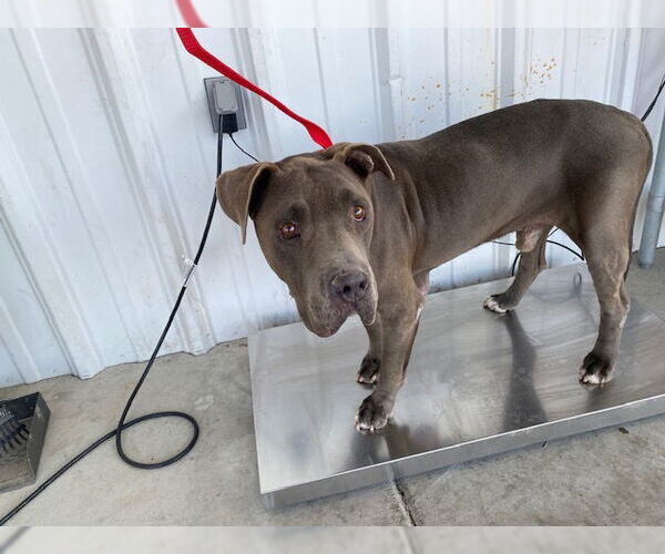 Medium Photo #1 American Pit Bull Terrier Puppy For Sale in Bakersfield, CA, USA
