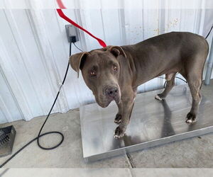 American Pit Bull Terrier Dogs for adoption in Bakersfield, CA, USA