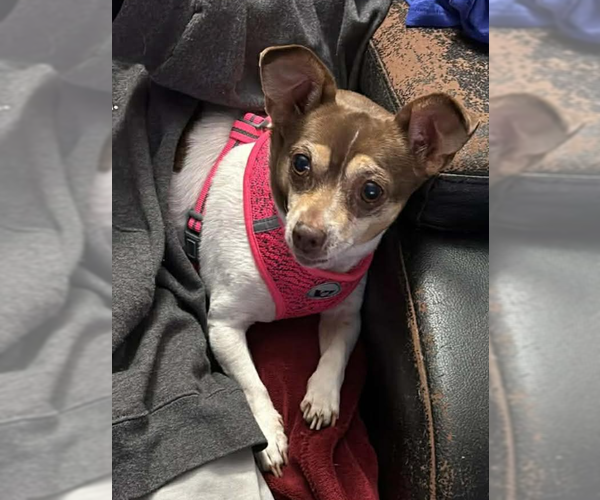 Medium Photo #3 Chihuahua-Unknown Mix Puppy For Sale in Cranston, RI, USA