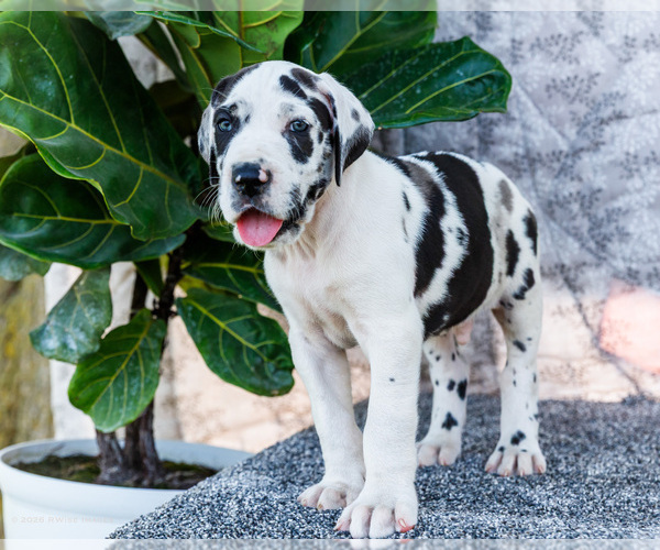 Medium Photo #15 Great Dane Puppy For Sale in WAKARUSA, IN, USA