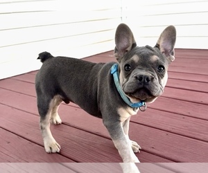 French Bulldog Puppy for sale in MARLETTE, MI, USA