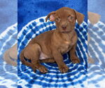 Small #8 Chihuahua Mix
