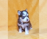 Small Photo #34 Pomsky Puppy For Sale in RAMONA, CA, USA