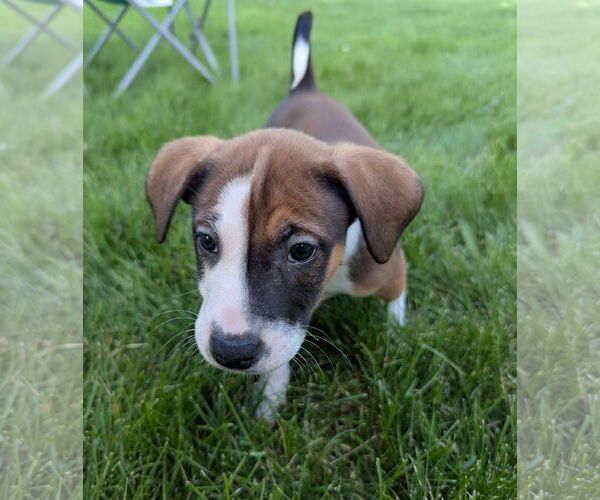 Medium Photo #1 Mutt Puppy For Sale in Brooklyn Center, MN, USA