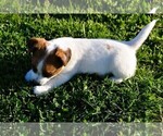 Small #16 Russell Terrier