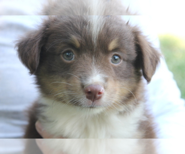Medium Photo #2 Miniature Australian Shepherd Puppy For Sale in LEXINGTON, AL, USA