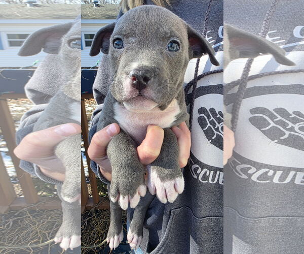 Medium Photo #2 Mutt Puppy For Sale in Clarkston, MI, USA