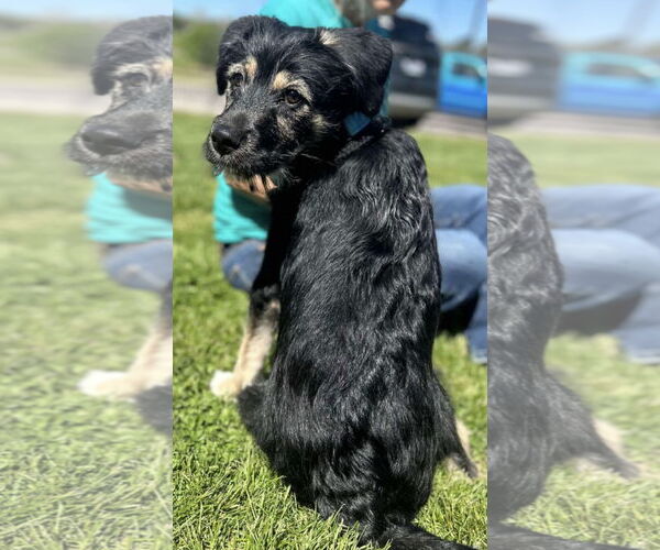 Medium Photo #2 Australian Shepherd-Unknown Mix Puppy For Sale in Columbus, IN, USA