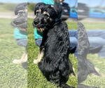 Small #1 Australian Shepherd Mix