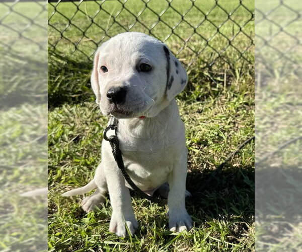 Medium Photo #4 Bulldog-Unknown Mix Puppy For Sale in Tarrytown, GA, USA