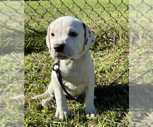 Davis - Male Bulldog-Unknown Mix Dog for Adoption - Photo #4
