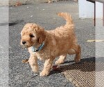 Small Photo #6 Labradoodle-Poodle (Miniature) Mix Puppy For Sale in GORDONVILLE, PA, USA